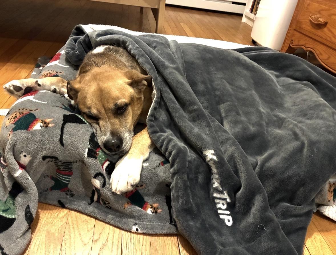 Enlarge Leo, a ADOPTABLE mixed breed in Whitewater, WI image 3/6