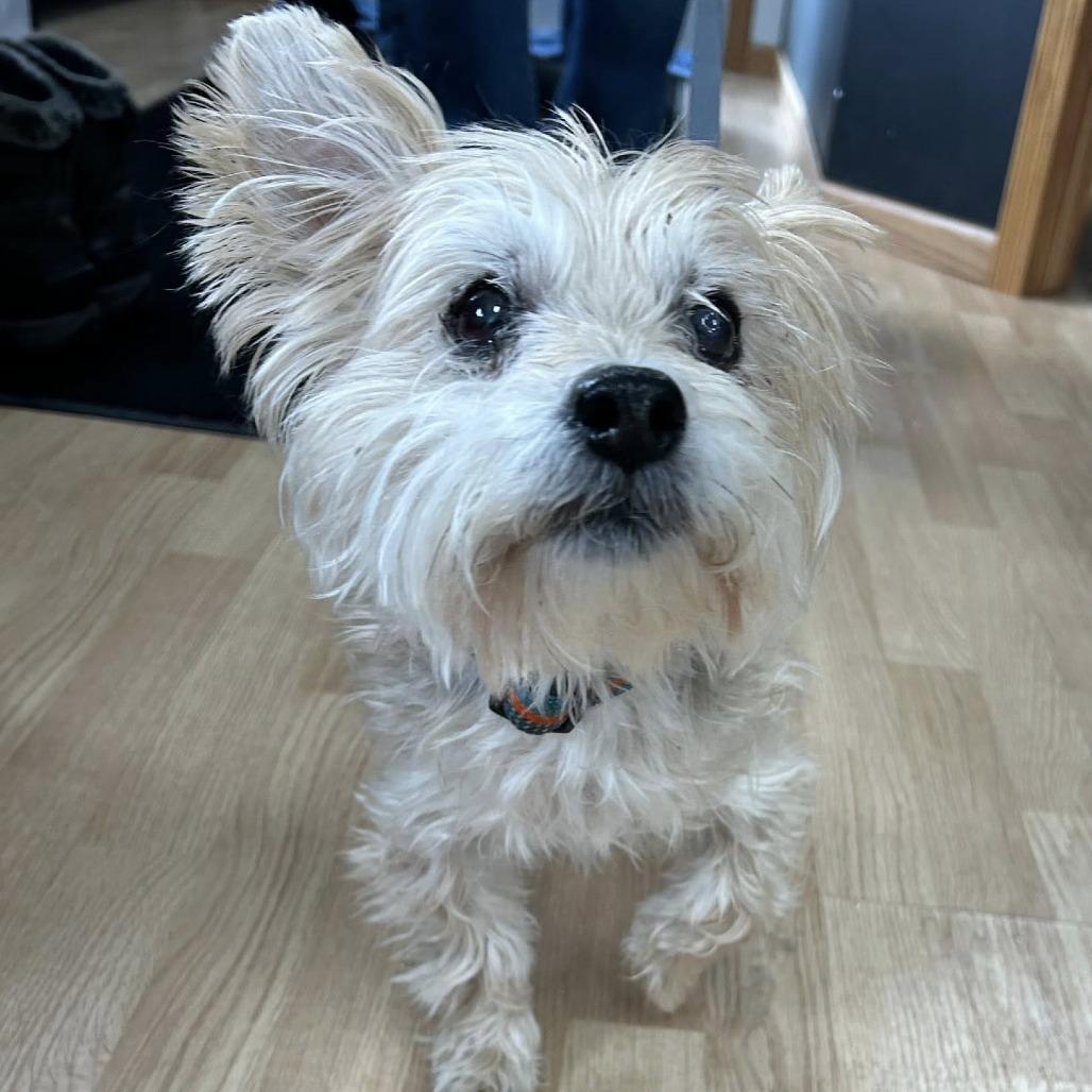 Enlarge Lucky (Hospice Program), a Adoptable Silky Terrier in Saint Cloud, MN image 1/4