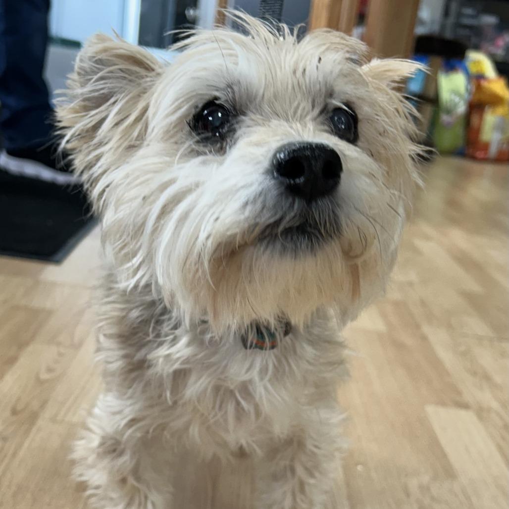 Enlarge Lucky (Hospice Program), a Adoptable Silky Terrier in Saint Cloud, MN image 2/4