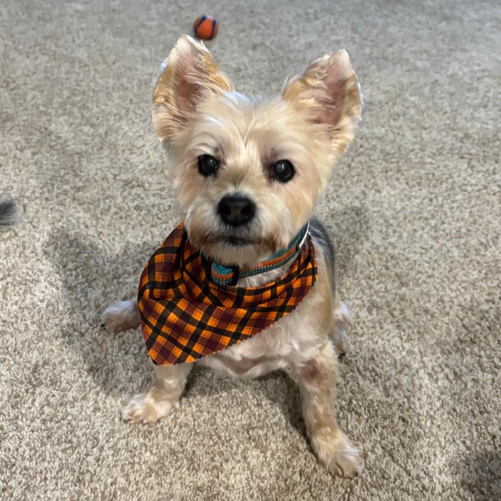 Enlarge Lucky (Hospice Program), a Adoptable Silky Terrier in Saint Cloud, MN image 3/4