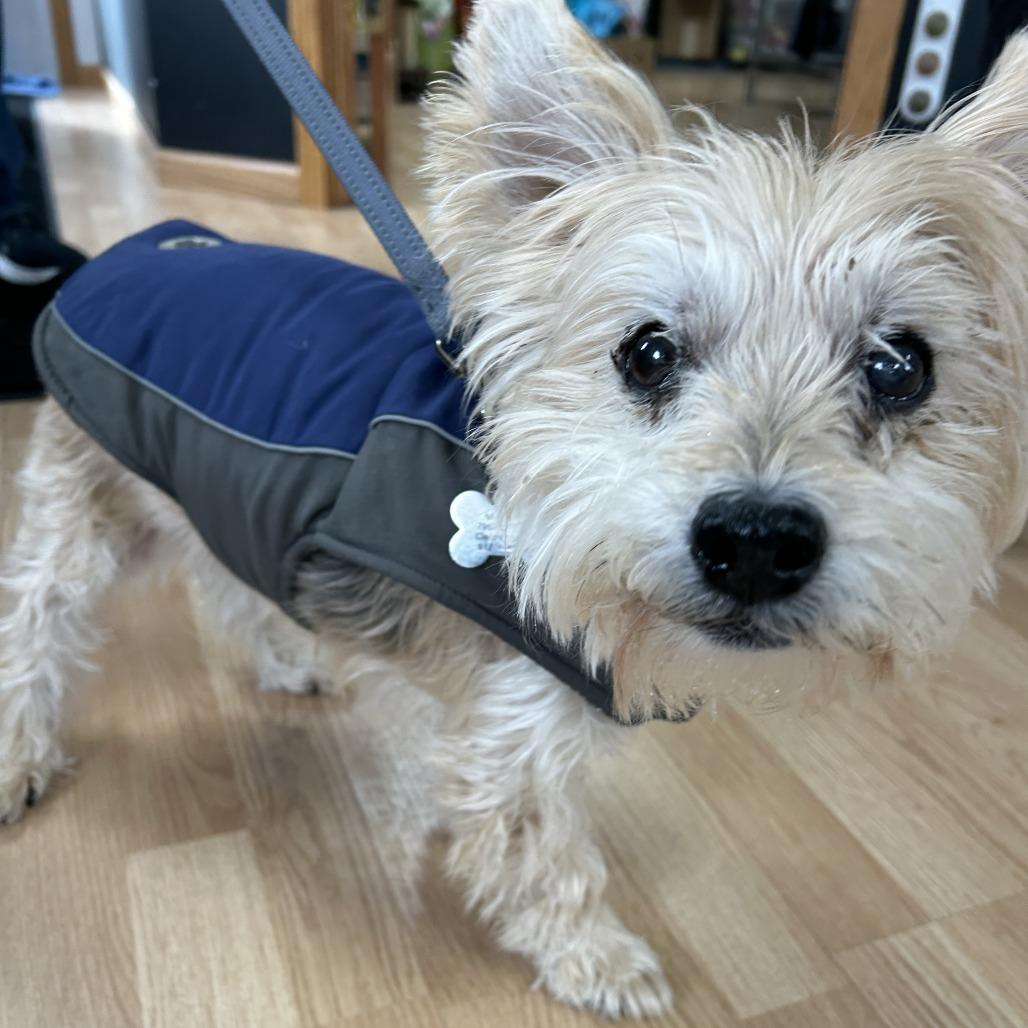 Enlarge Lucky (Hospice Program), a Adoptable Silky Terrier in Saint Cloud, MN image 4/4