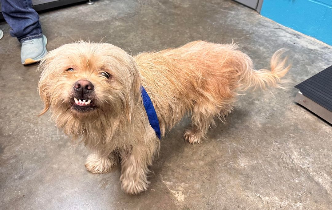 Enlarge Higgins, a Adopted mixed breed in Paducah, KY image 1/1