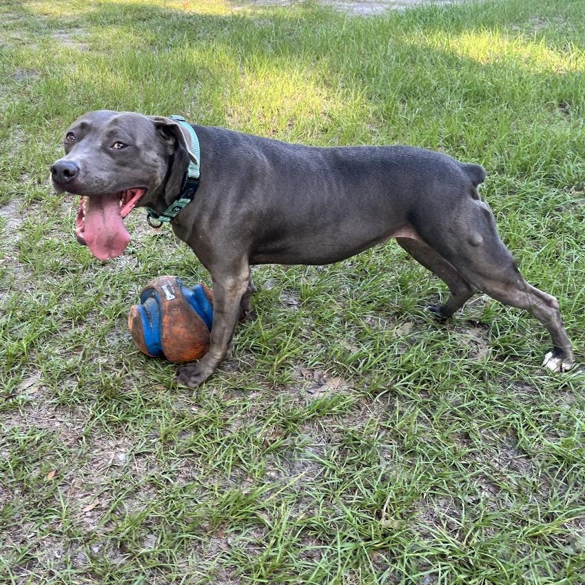 Britt, Adoptable, Adult Female Mixed Breed.