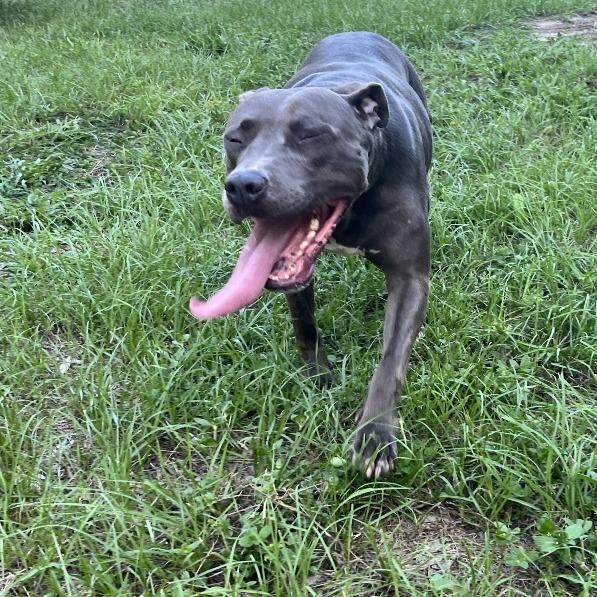 Britt, Adoptable, Adult Female Mixed Breed.