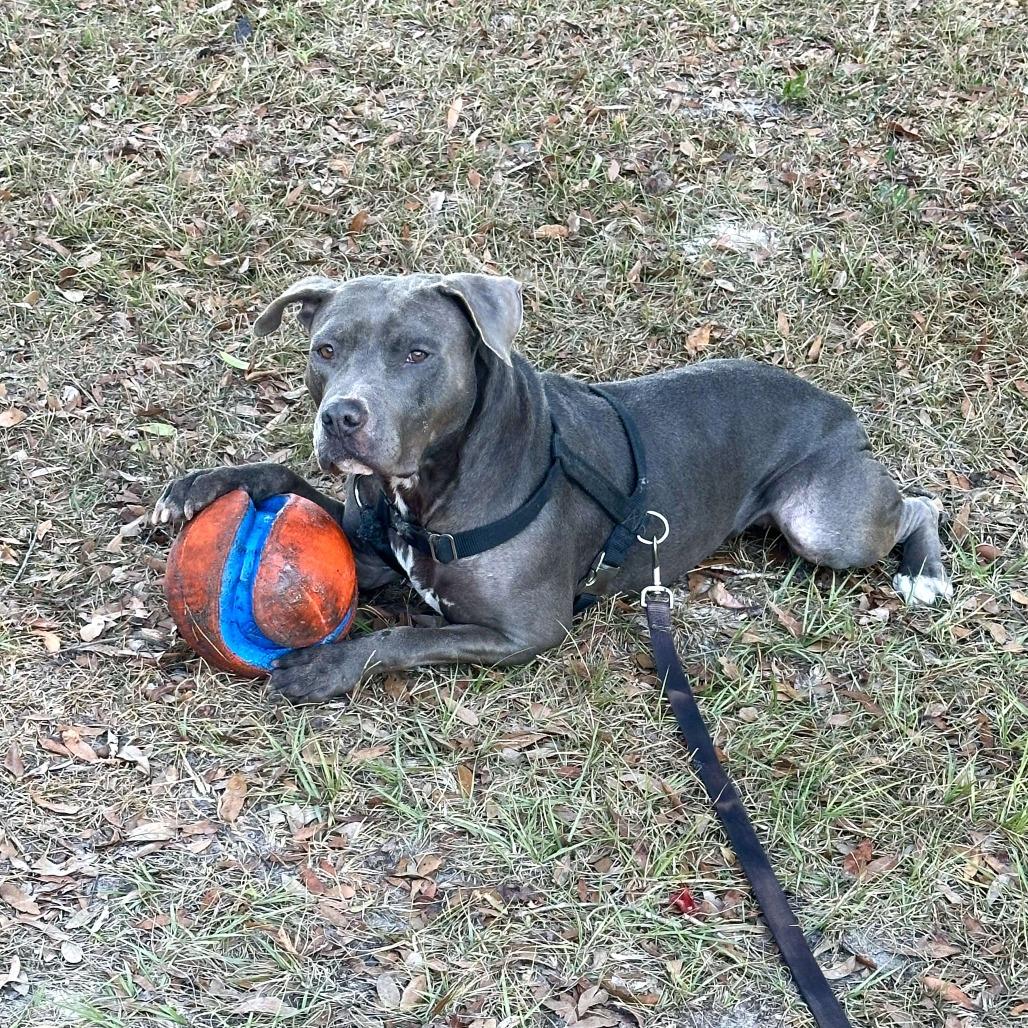 Enlarge Britt, a Adoptable Mixed Breed in Williston, FL image 3/6