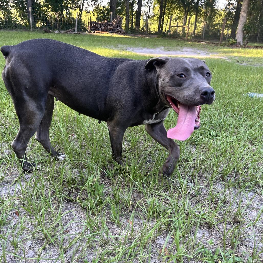Enlarge Britt, a Adoptable Mixed Breed in Williston, FL image 4/6