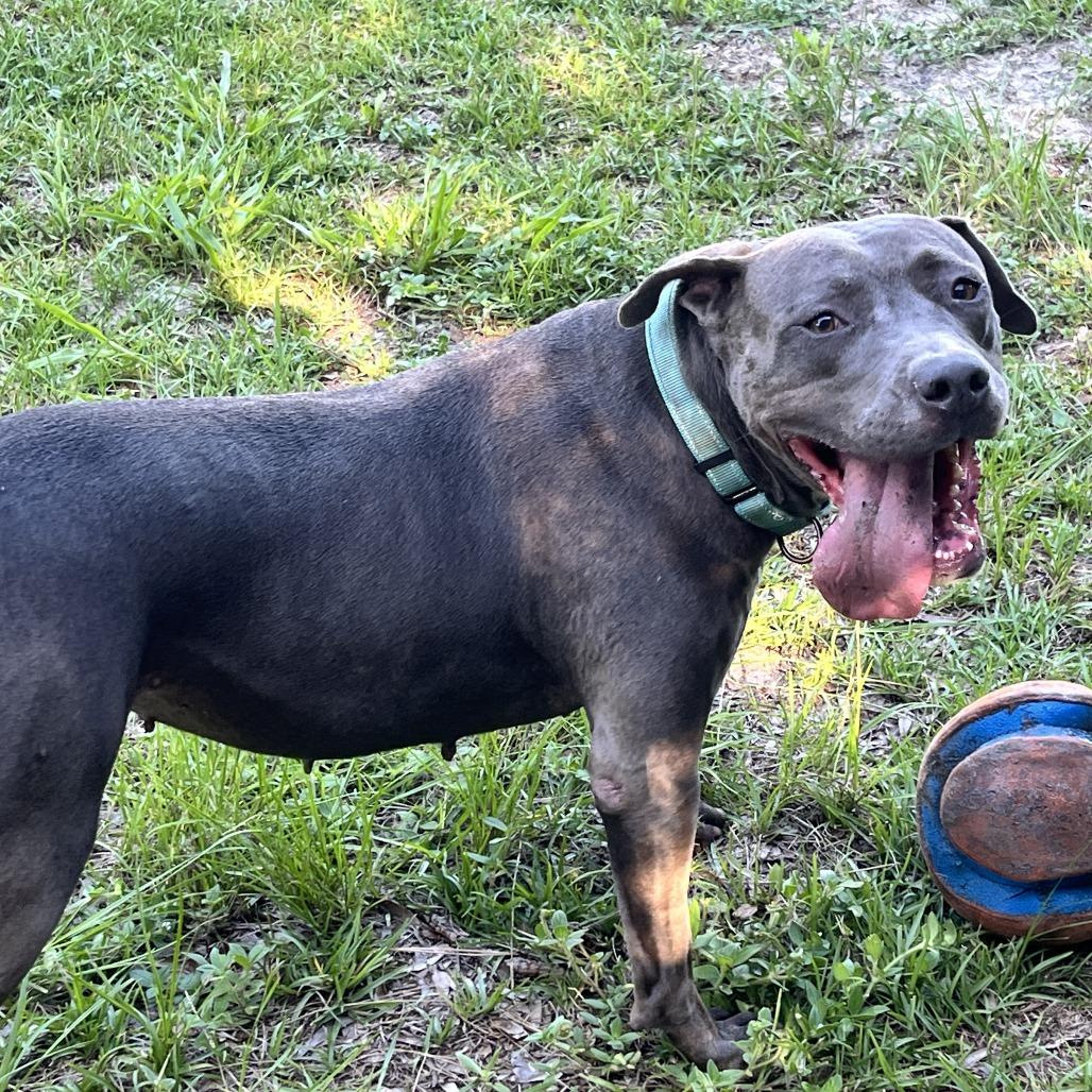 Enlarge Britt, a Adoptable Mixed Breed in Williston, FL image 5/6