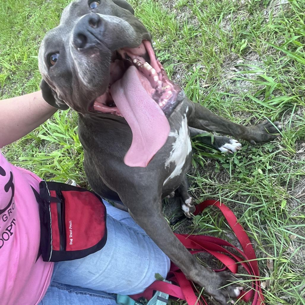 Enlarge Britt, a Adoptable Mixed Breed in Williston, FL image 6/6