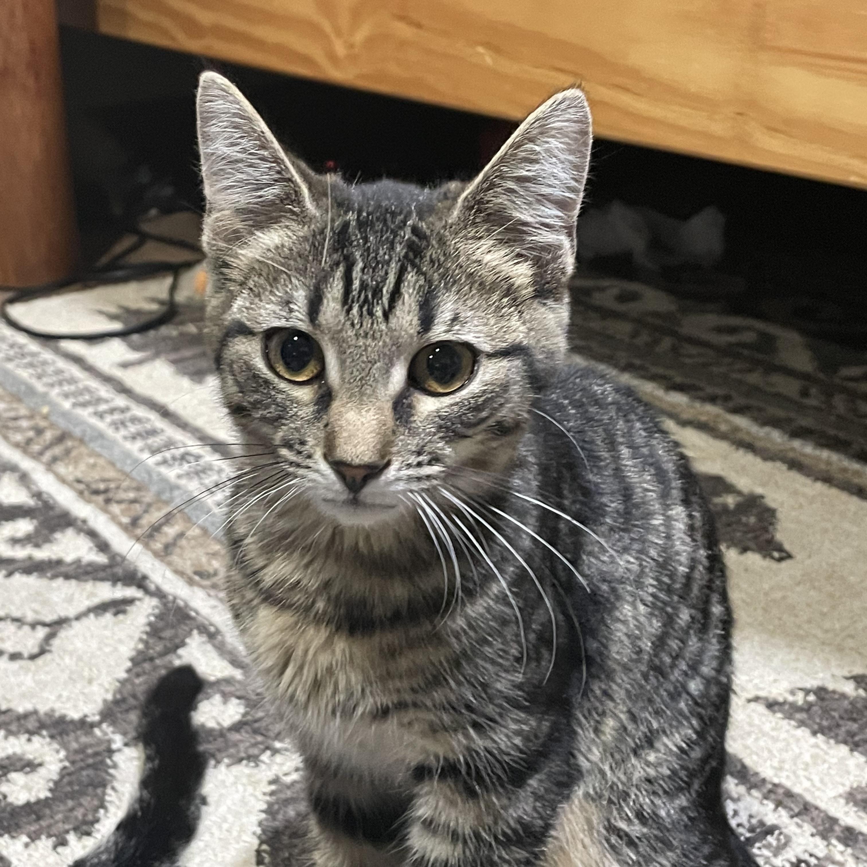 Enlarge Eowyn, a ADOPTABLE Domestic Short Hair in Bentonville, AR image 1/1