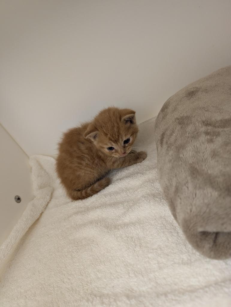 Stefano, Adoptable, Kitten Male Domestic Short Hair.