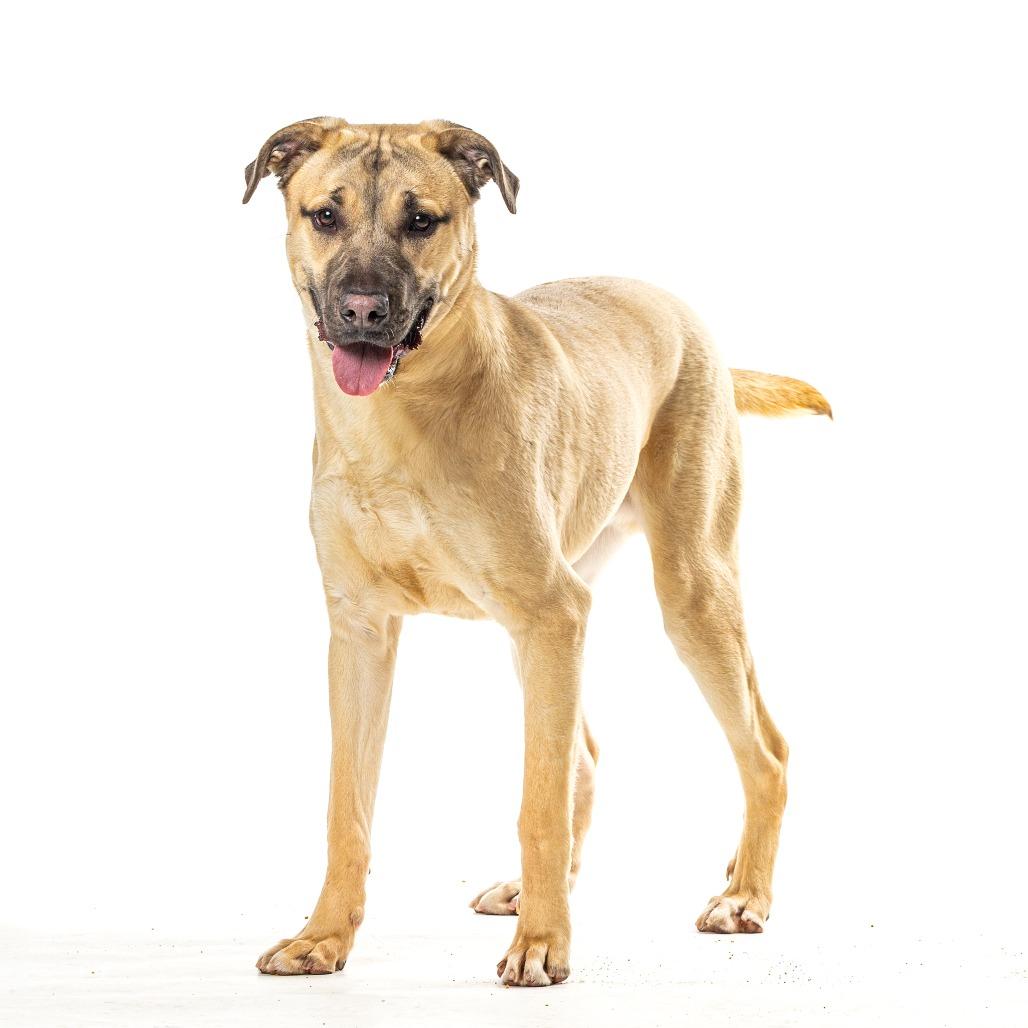 Sargent, Adoptable, Young Male German Shepherd Dog & Golden Retriever.