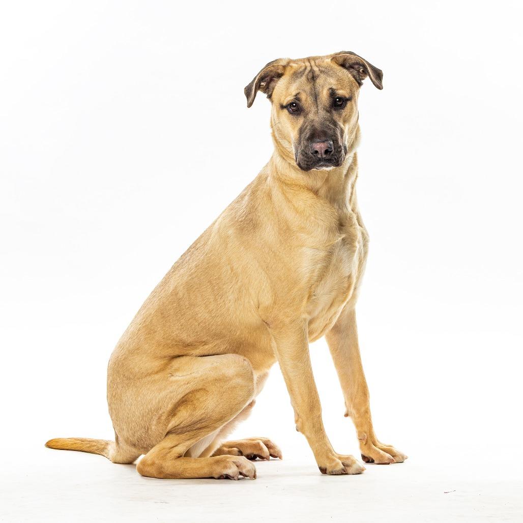 Enlarge Sargent, a Adoptable mixed breed in Reno, NV image 2/4