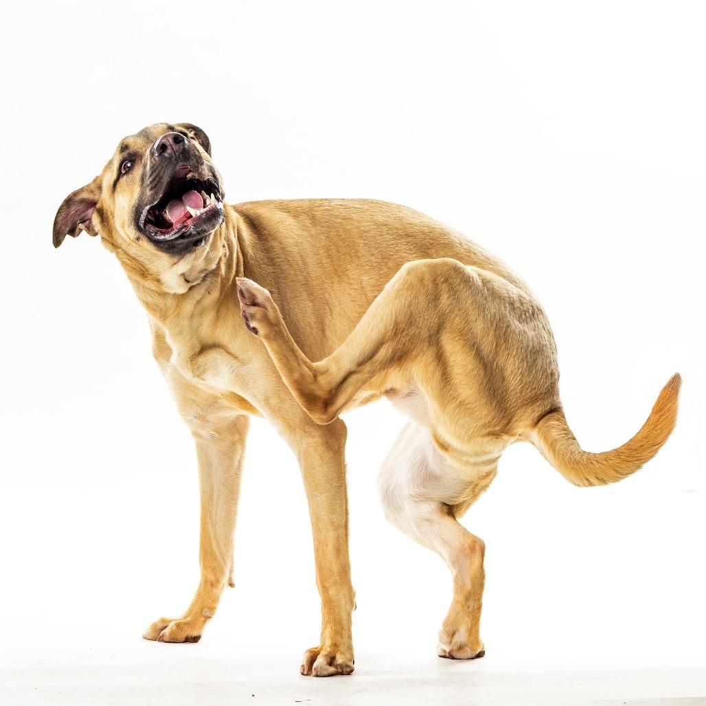 Enlarge Sargent, a Adoptable mixed breed in Reno, NV image 3/4