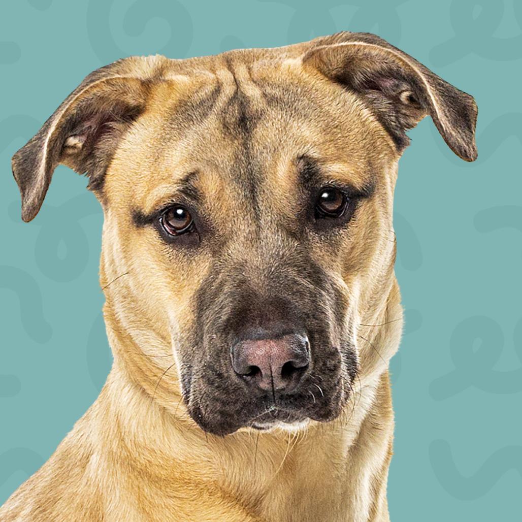 Enlarge Sargent, a Adoptable mixed breed in Reno, NV image 4/4