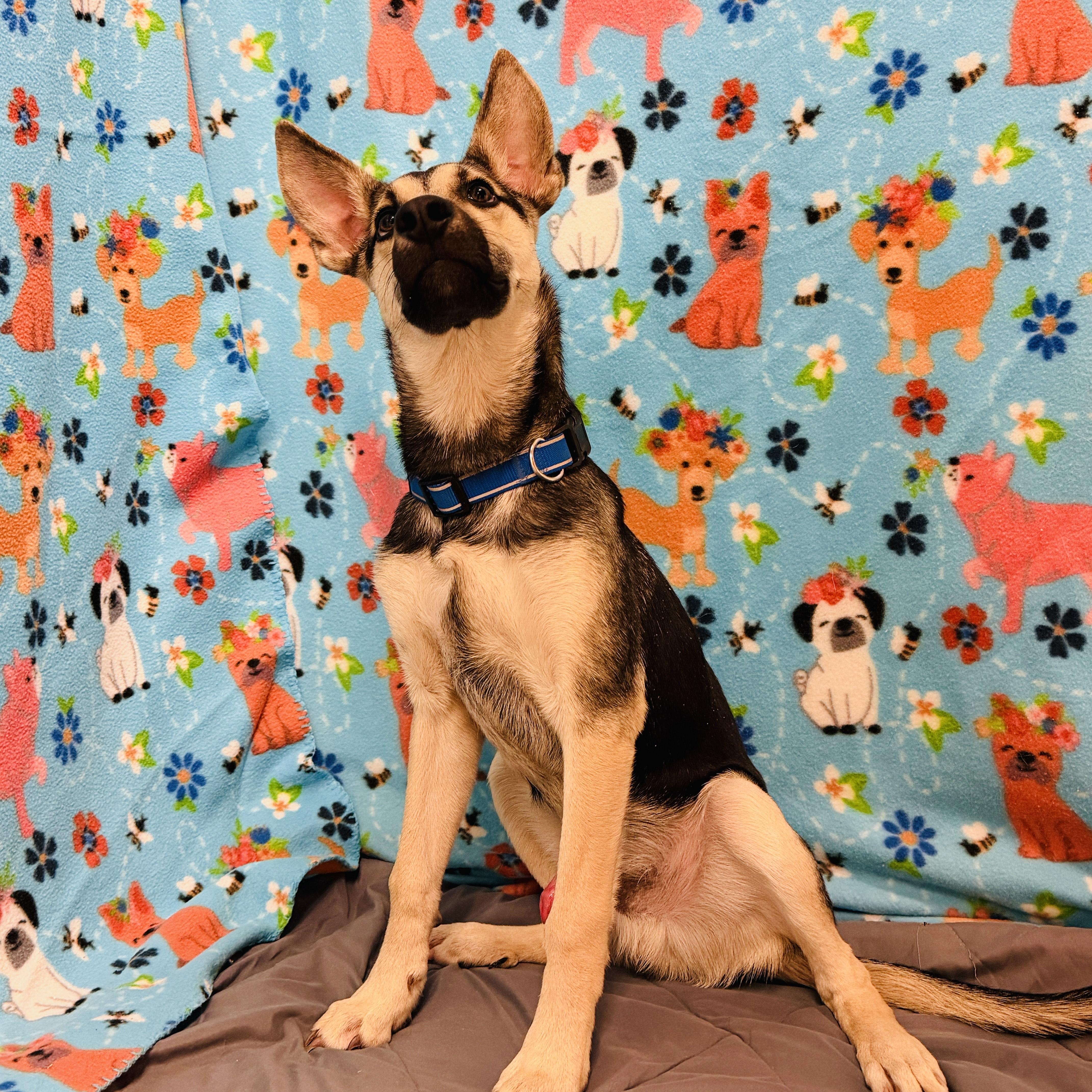 Little Beans, an adoptable Shepherd in ALPINE, TX, 79830 | Photo Image 5