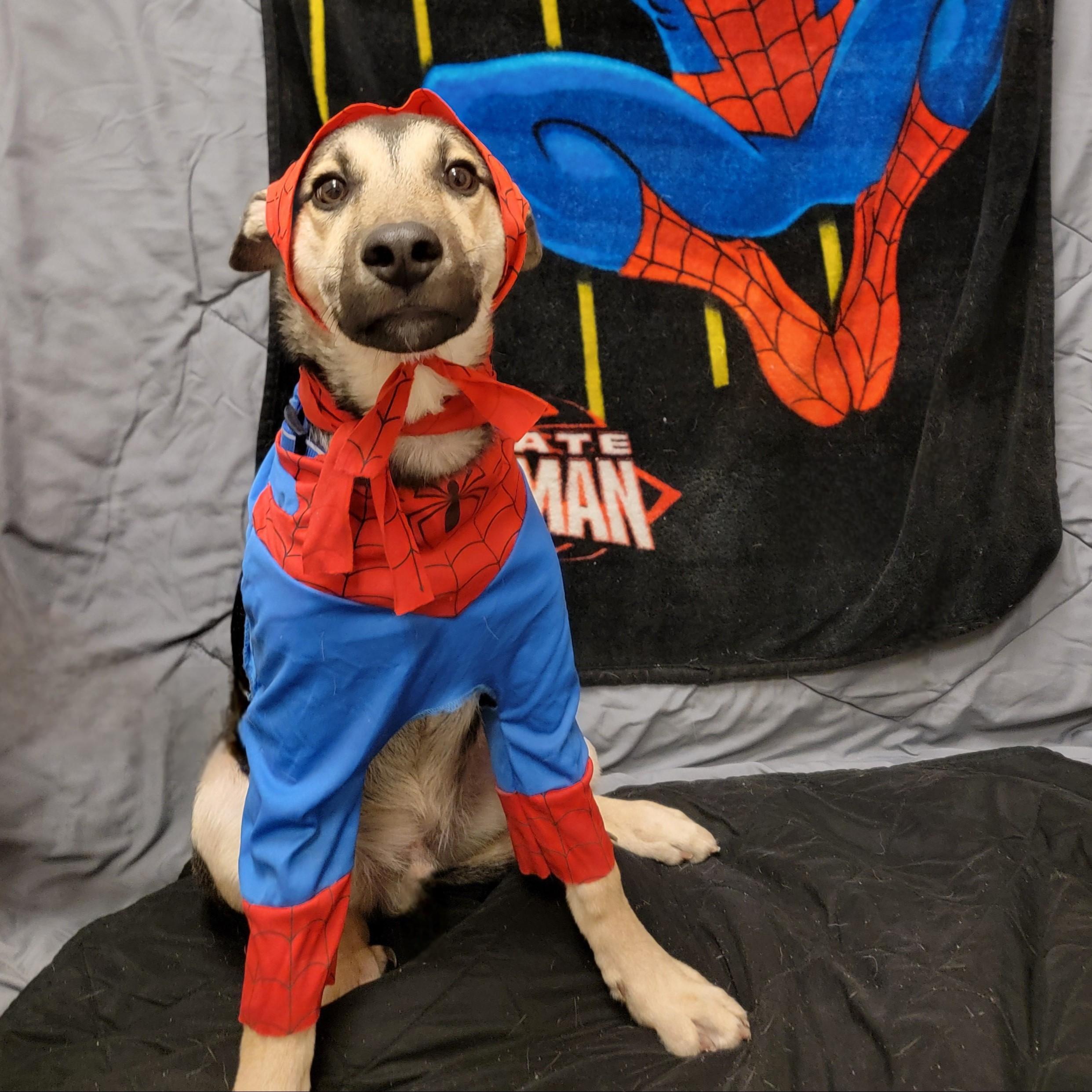 Little Beans, an adoptable Shepherd in ALPINE, TX, 79830 | Photo Image 1