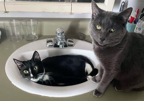 Kittens & Cats!!, ADOPTABLE, Young Male American Bobtail.