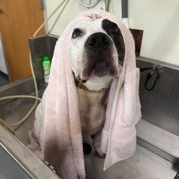 Lizzie angel on earth!