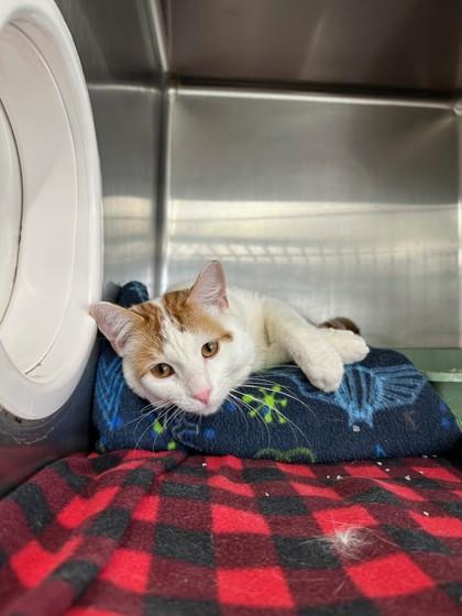 Enlarge Spyro, an adopted Domestic Short Hair in Manitowoc, WI image 1/1