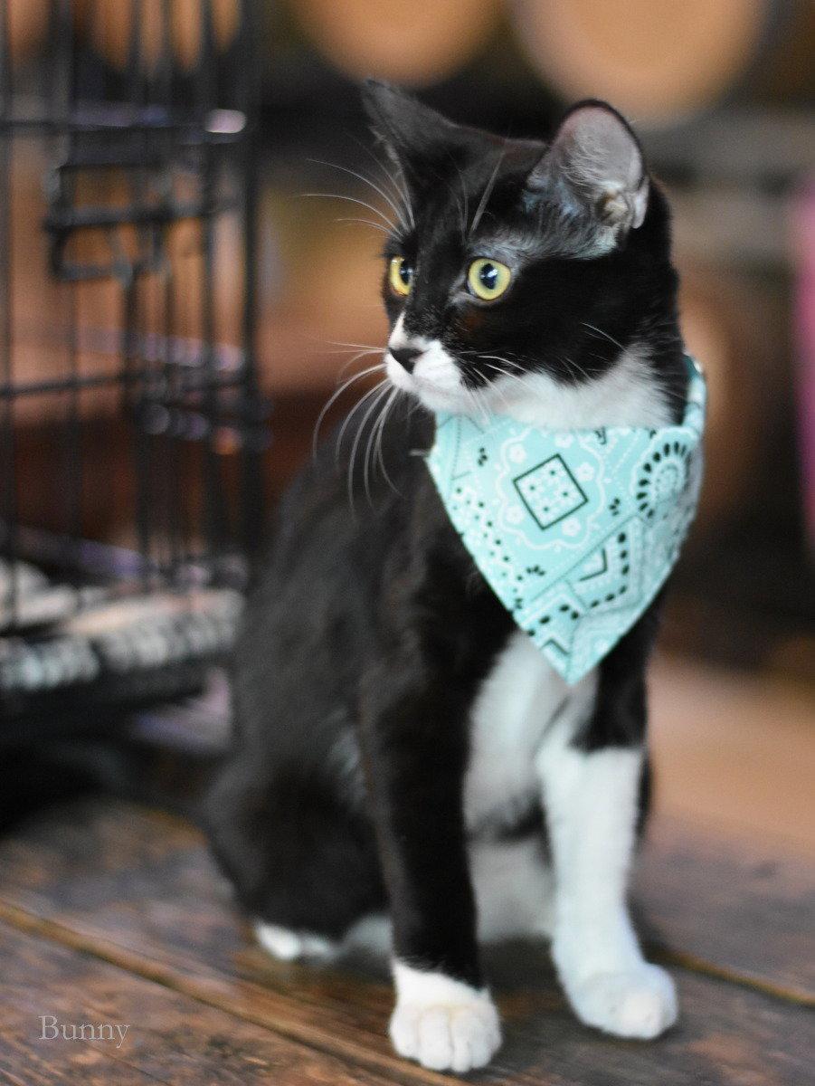 Bunny, Adoptable, Kitten Female Domestic Medium Hair.