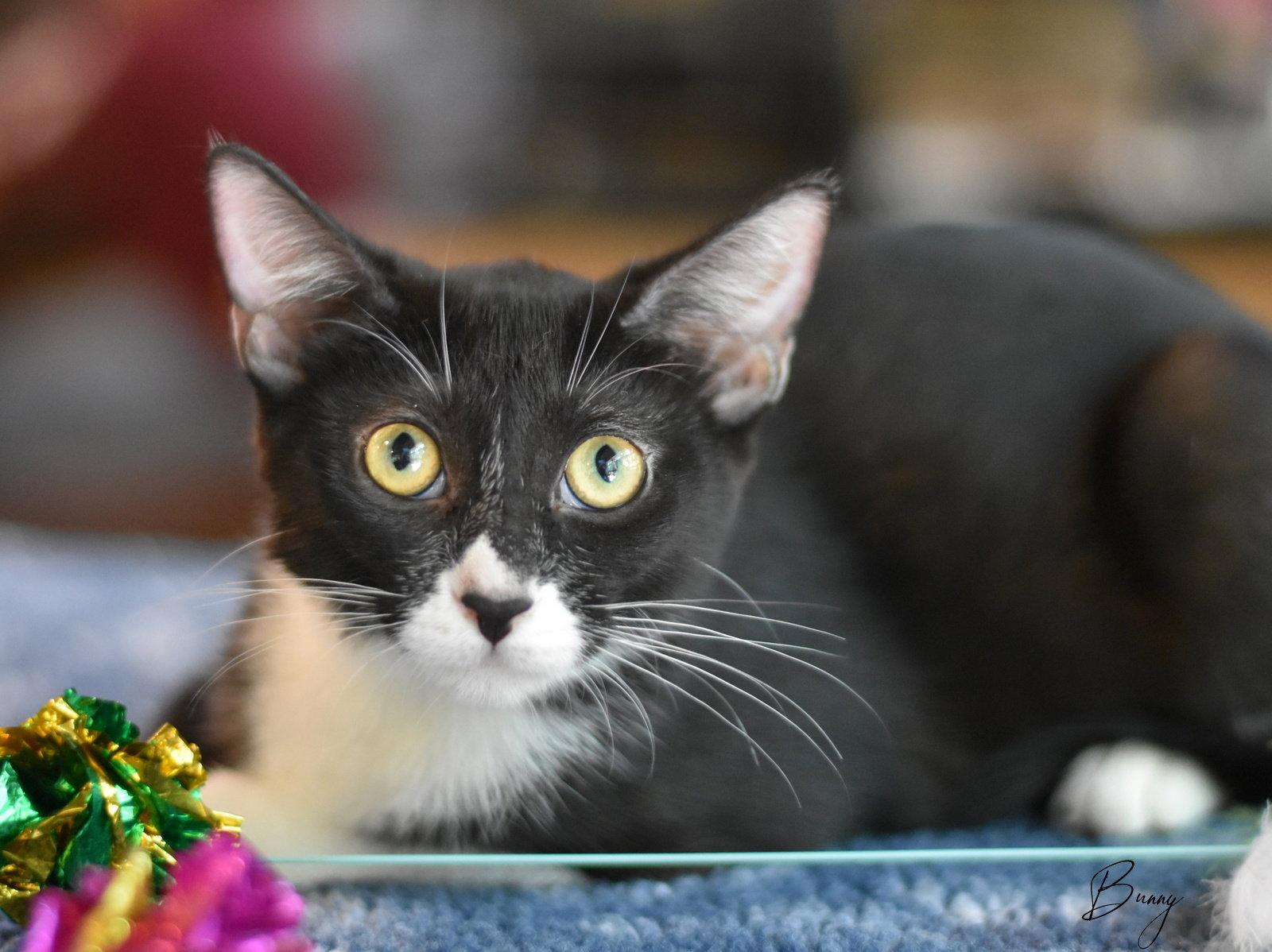 Enlarge Bunny, a Adoptable Domestic Medium Hair in Montgomery, TX image 2/3