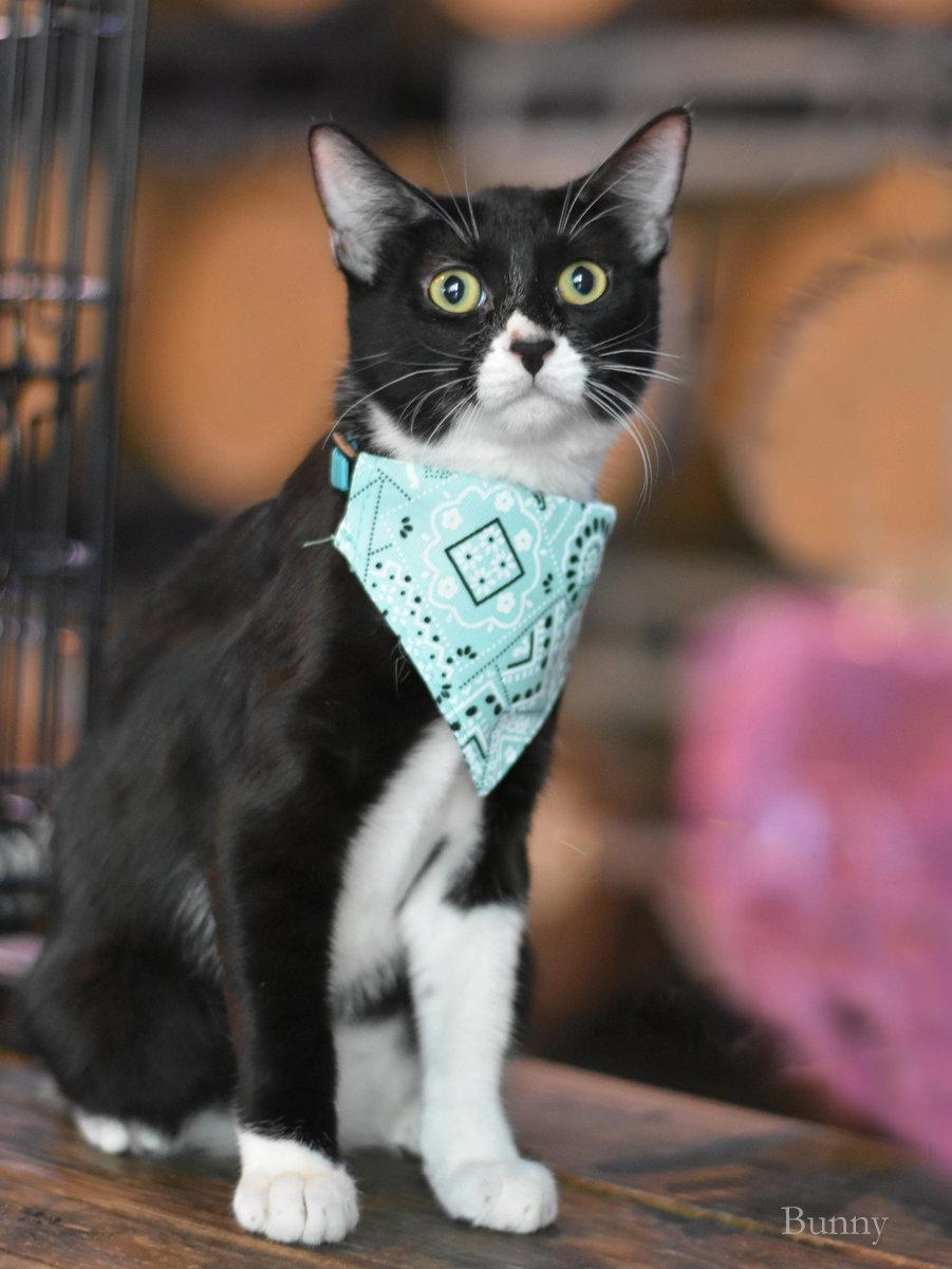 Enlarge Bunny, a Adoptable Domestic Medium Hair in Montgomery, TX image 3/3