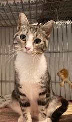 Gracie, an adoptable Tabby, Tiger in Lead, SD, 57754 | Photo Image 1