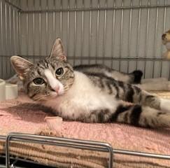 Gracie, an adoptable Tabby, Tiger in Lead, SD, 57754 | Photo Image 2