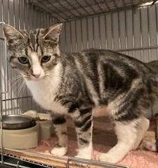 Gracie, an adoptable Tabby, Tiger in Lead, SD, 57754 | Photo Image 6