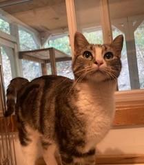 Gracie, an adoptable Tabby, Tiger in Lead, SD, 57754 | Photo Image 4