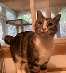 Gracie, an adoptable Tabby, Tiger in Lead, SD, 57754 | Photo Image 3