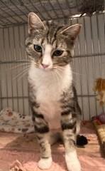 Gracie, an adoptable Tabby, Tiger in Lead, SD, 57754 | Photo Image 5