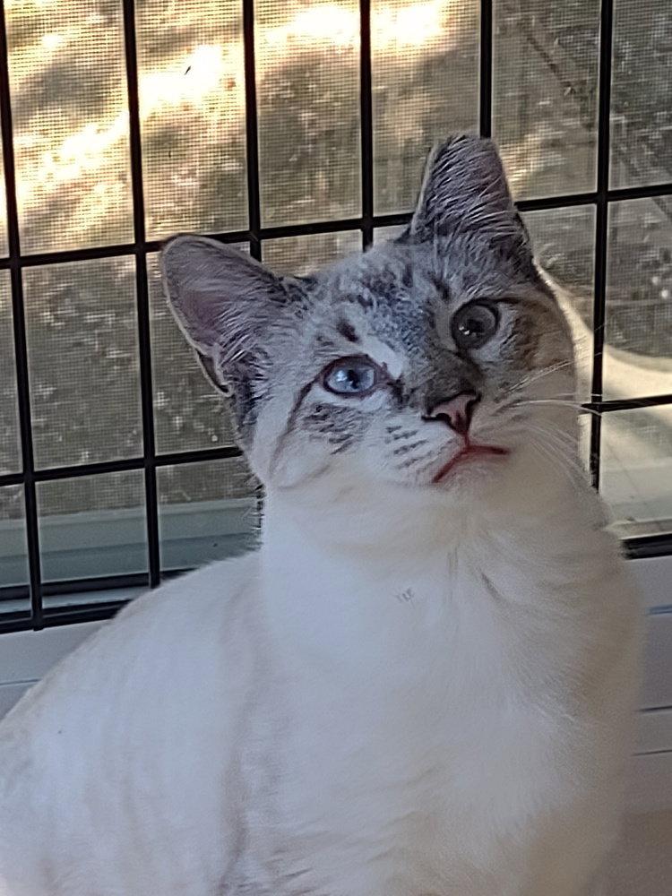 Clyde, Adoptable, Kitten Male American Shorthair & Siamese.