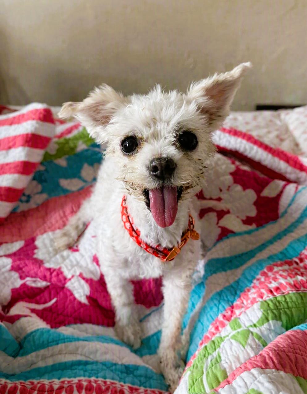 Lea Lea, Adopted, Senior Female Maltese.