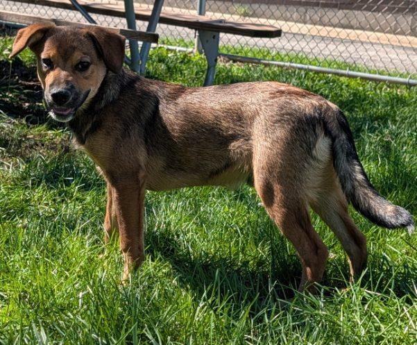 Enlarge Freddy, a Adoptable mixed breed in Yorkville, IL image 1/1