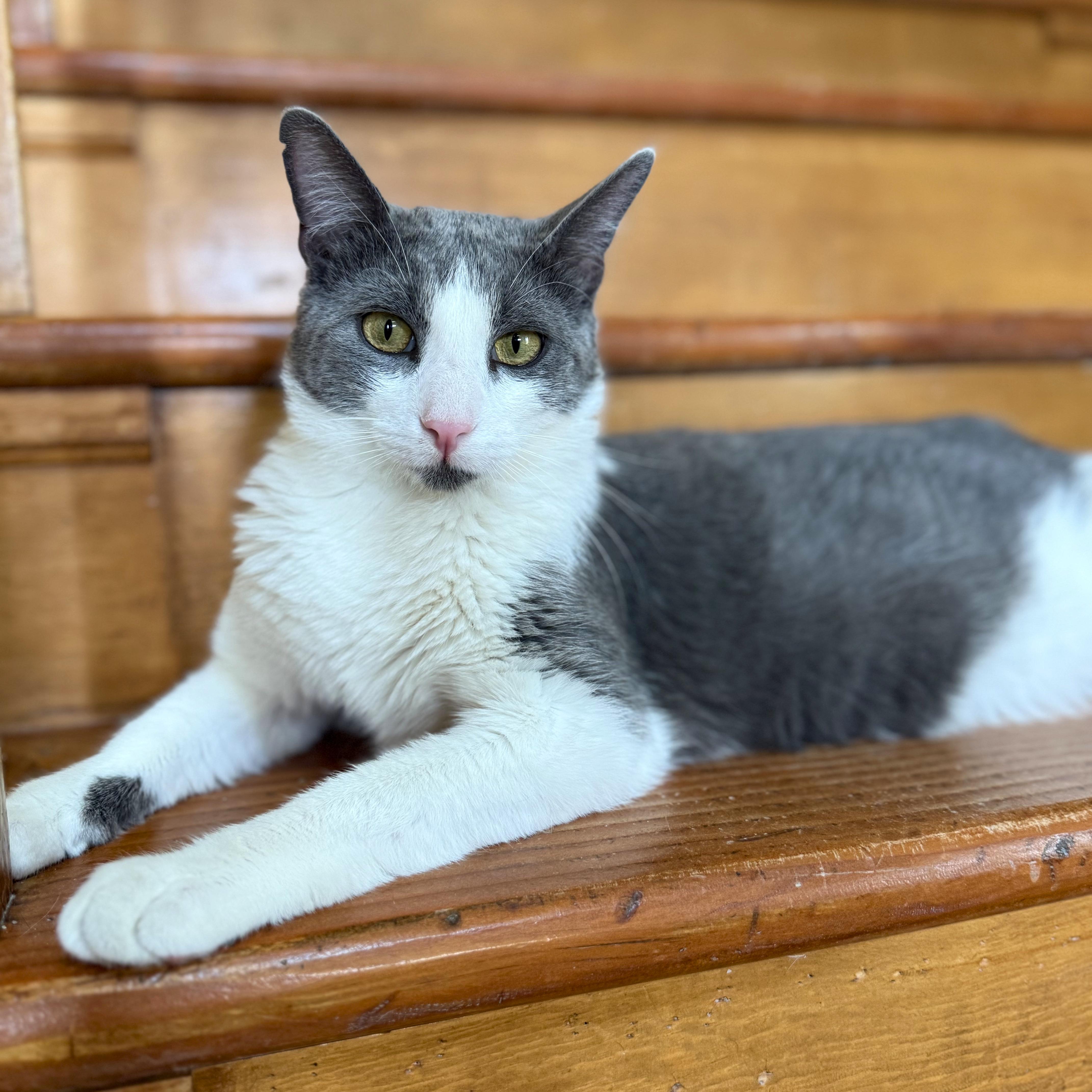 Enlarge Stuart, an adoptable Domestic Short Hair in Ridgway, CO image 2/6