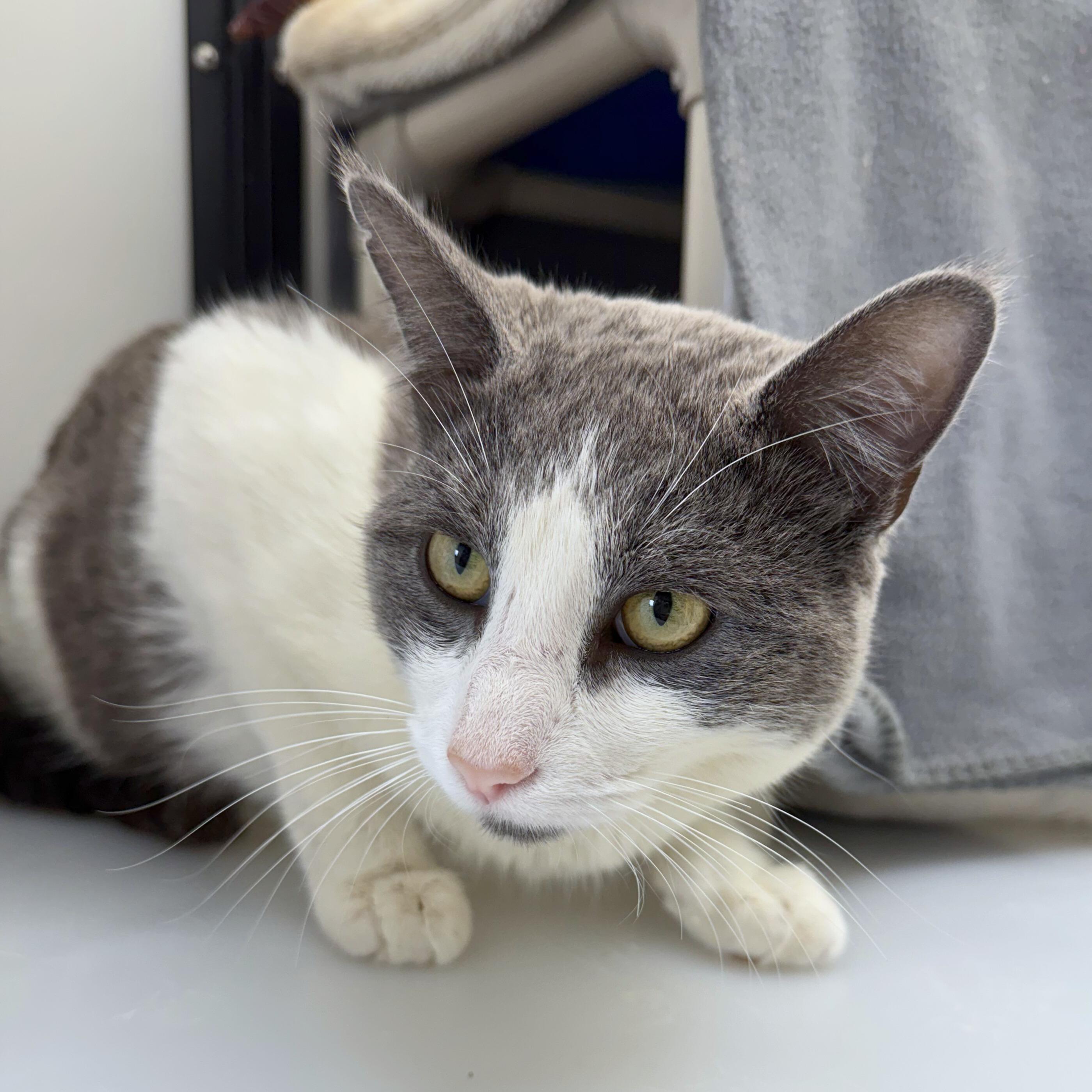Enlarge Stuart, an adoptable Domestic Short Hair in Ridgway, CO image 6/6