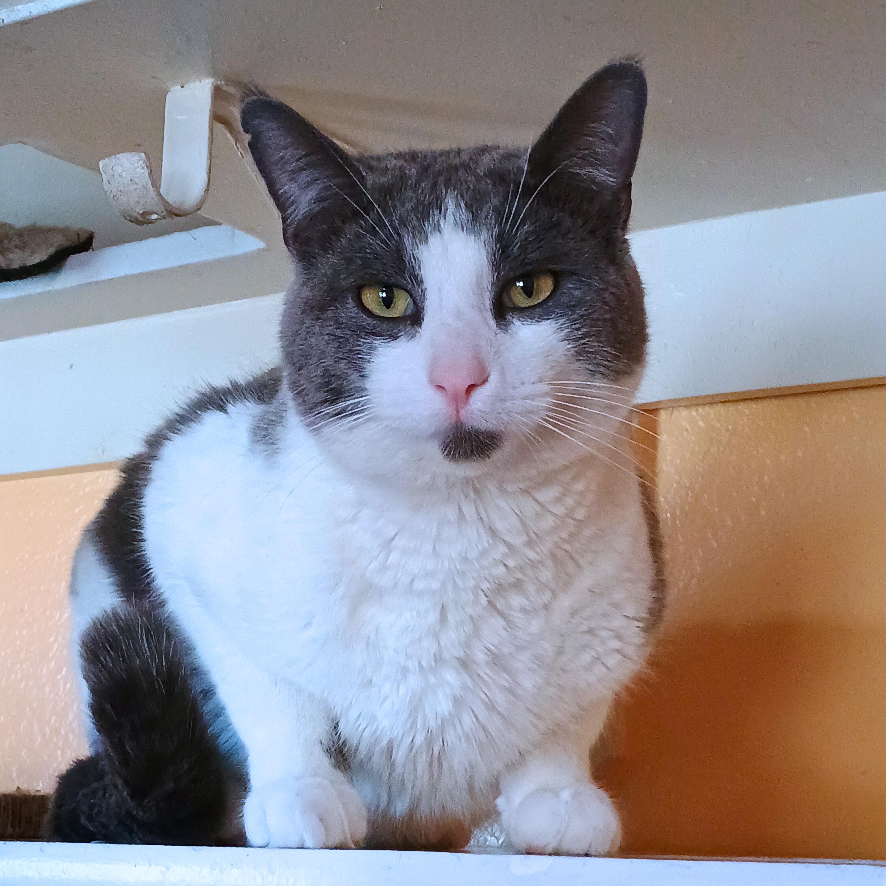 Enlarge Stuart, an adoptable Domestic Short Hair in Ridgway, CO image 2/6