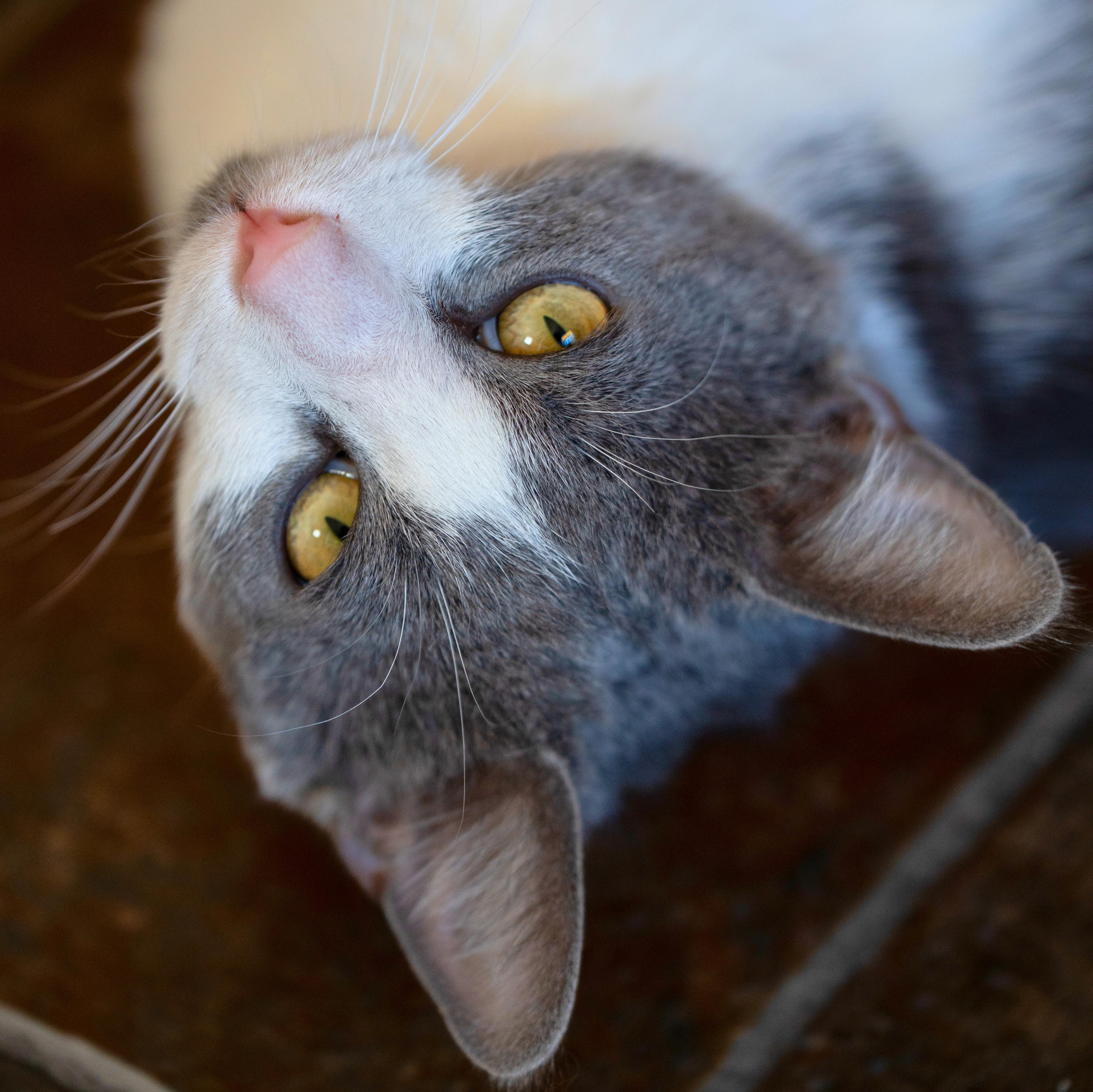 Stuart, adoptable, Young Male Domestic Short Hair.