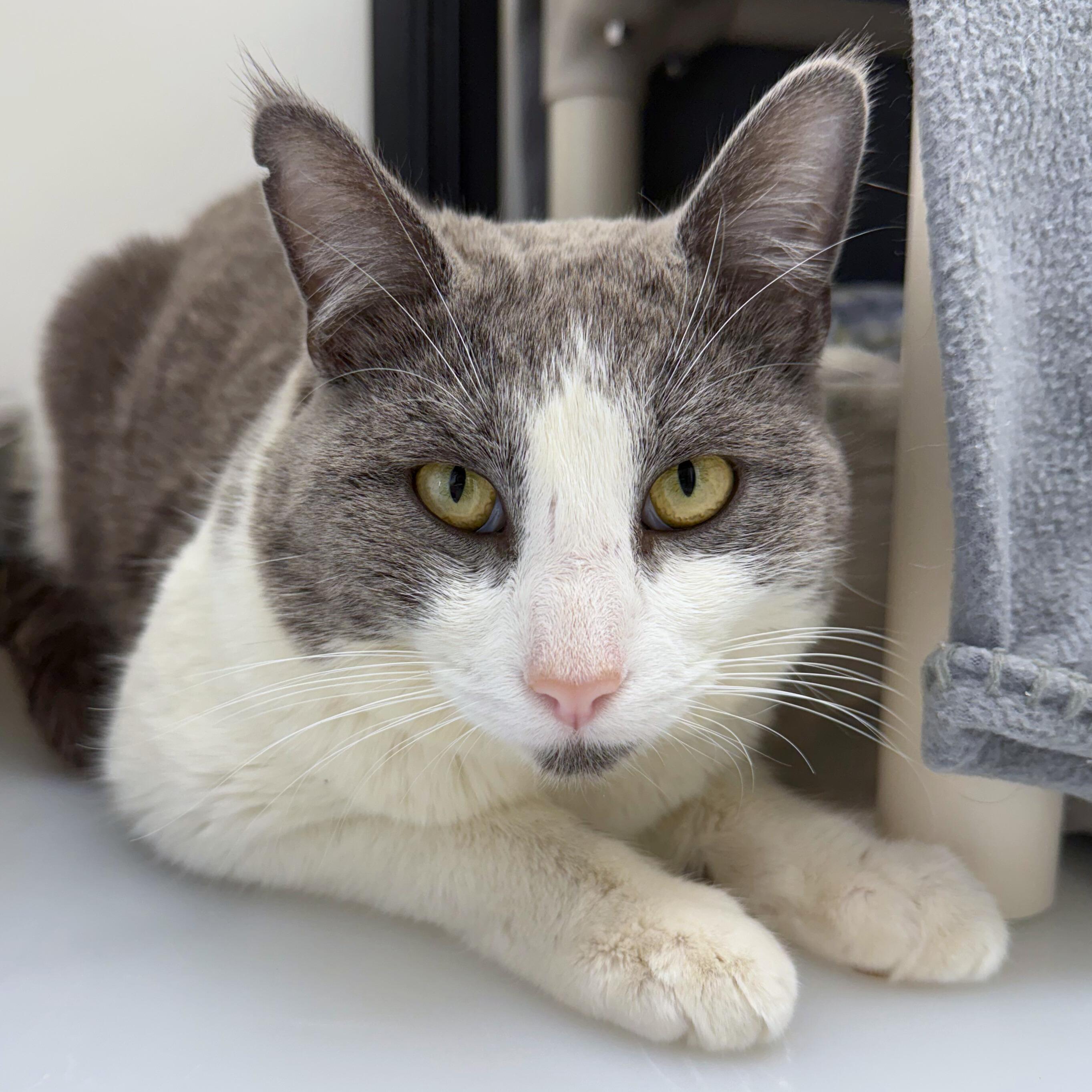 Enlarge Stuart, an adoptable Domestic Short Hair in Ridgway, CO image 3/6