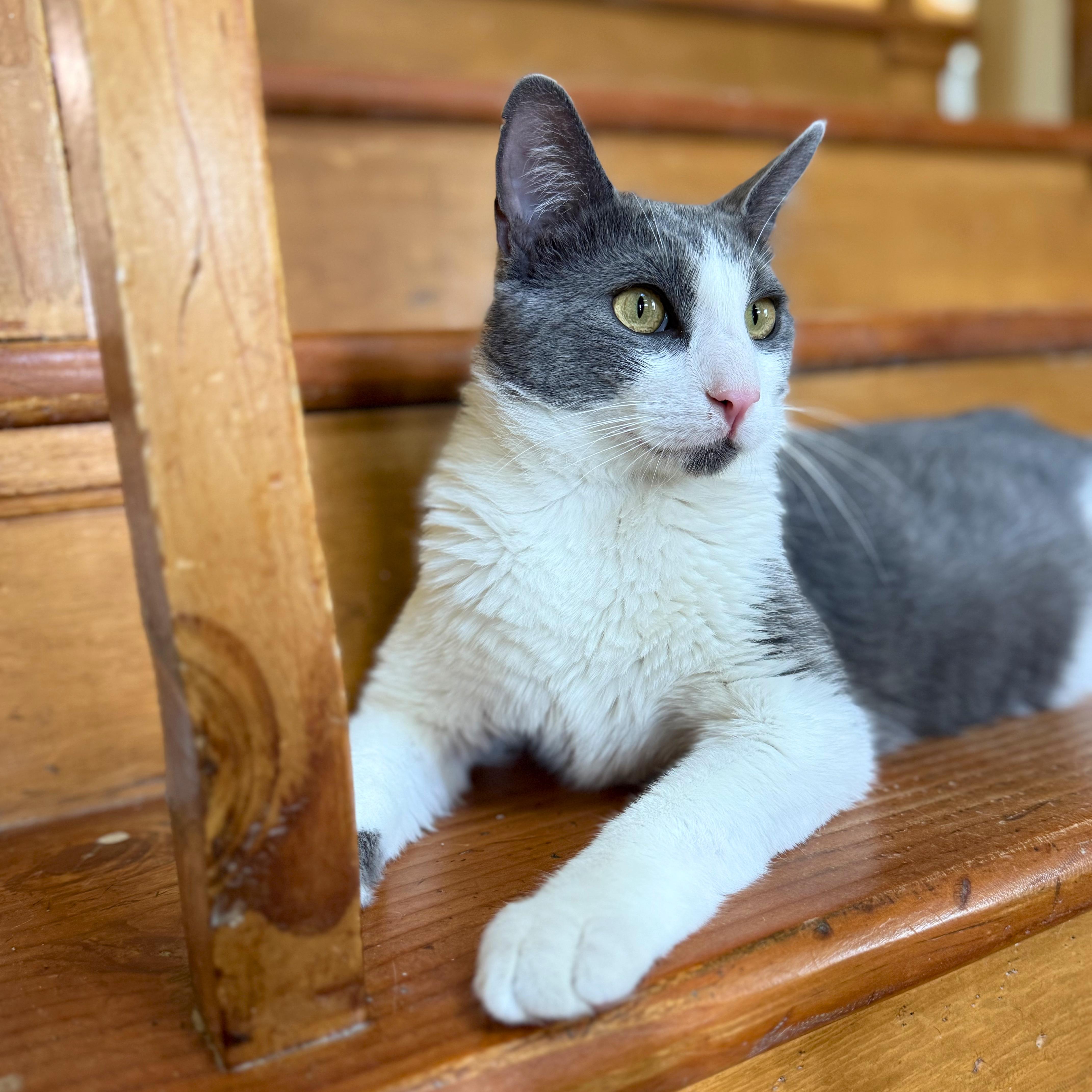 Enlarge Stuart, an adoptable Domestic Short Hair in Ridgway, CO image 4/6