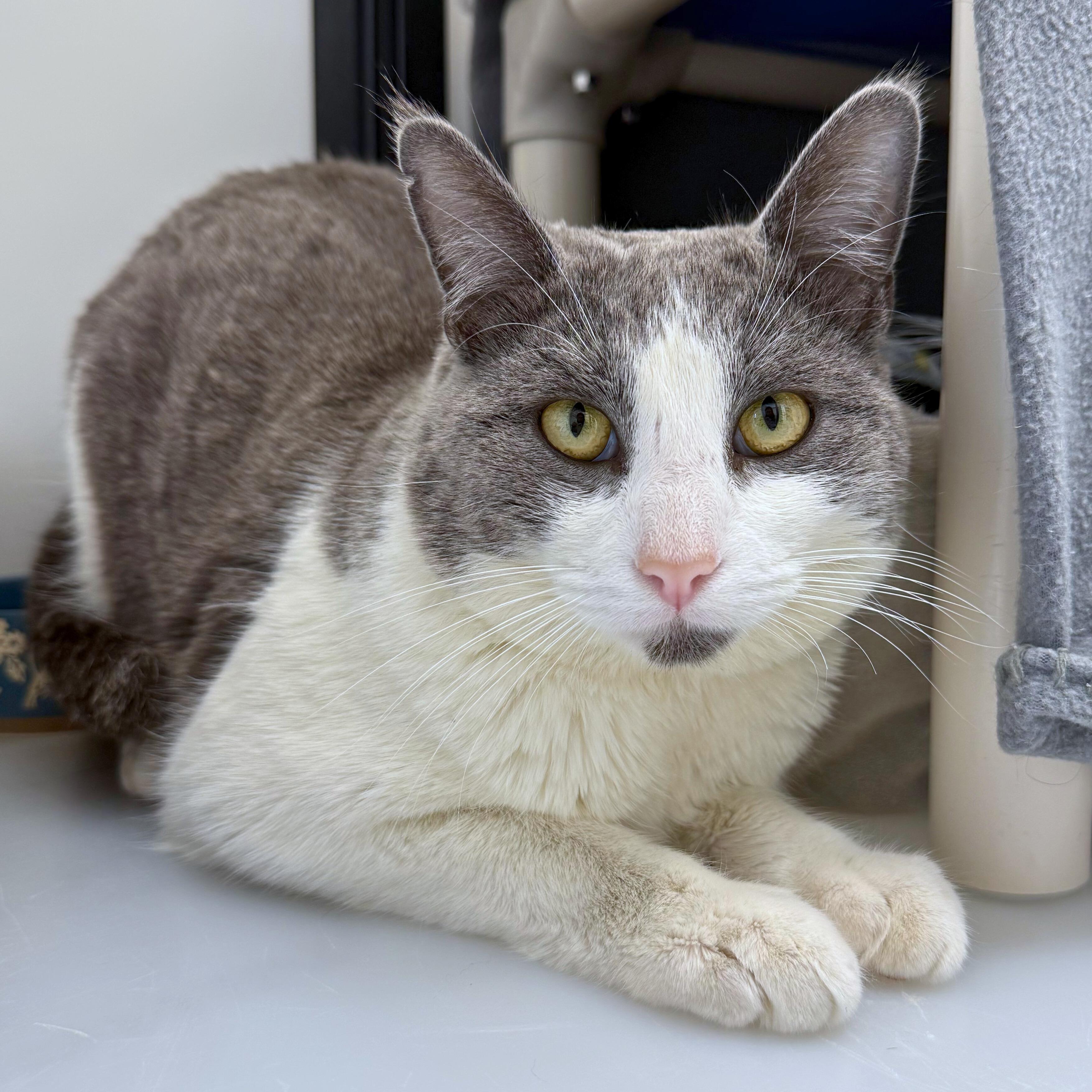 Enlarge Stuart, an adoptable Domestic Short Hair in Ridgway, CO image 5/6
