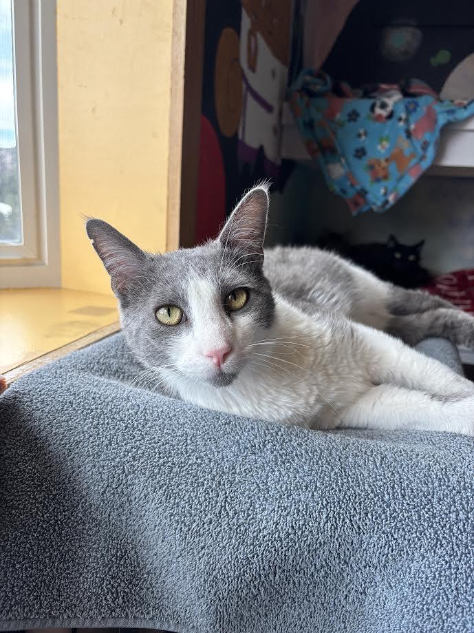 Stuart, adoptable, Young Male Domestic Short Hair.