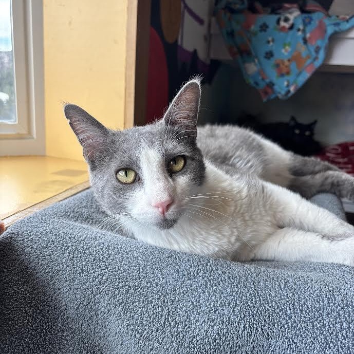Enlarge Stuart, an adoptable Domestic Short Hair in Ridgway, CO image 3/6