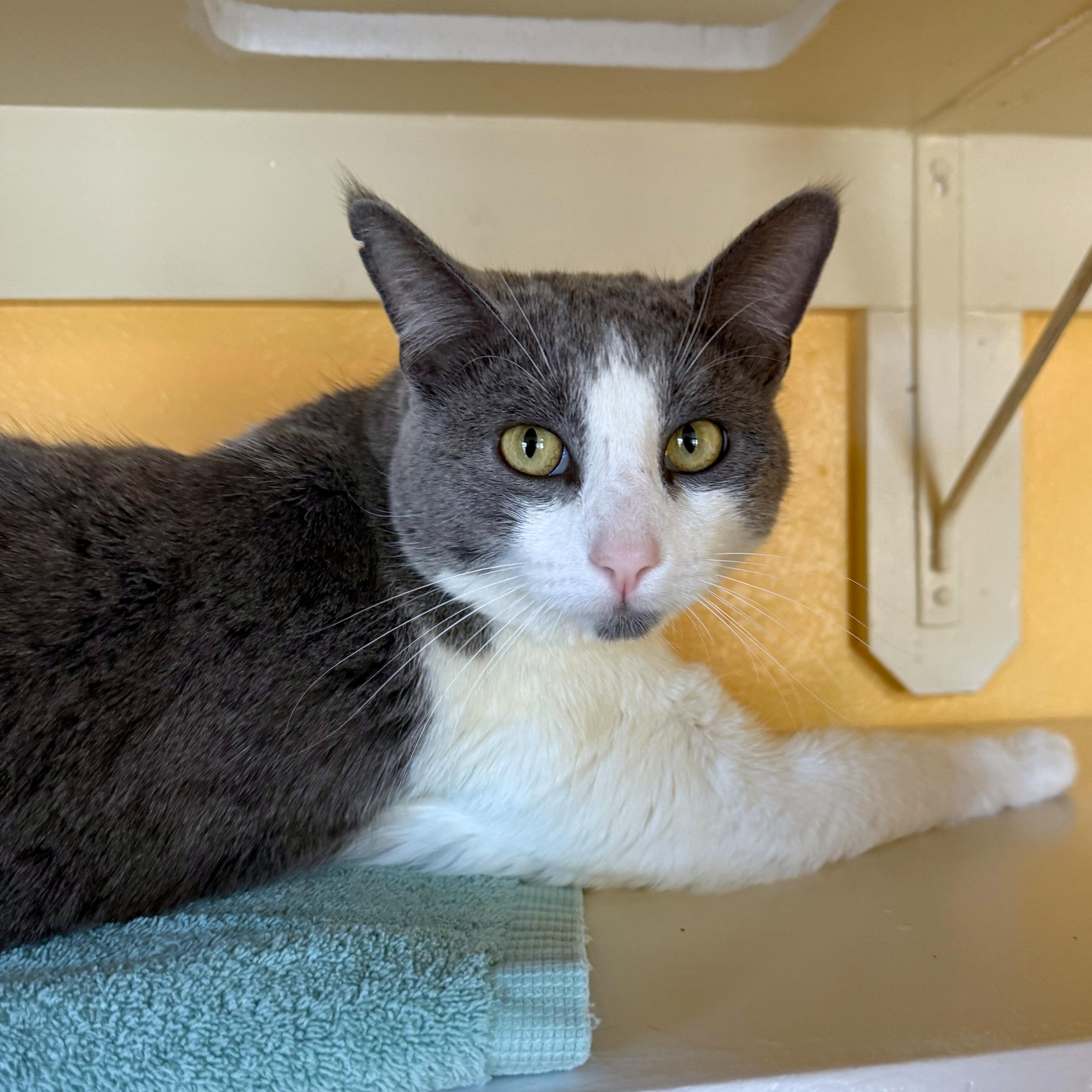 Enlarge Stuart, an adoptable Domestic Short Hair in Ridgway, CO image 4/6