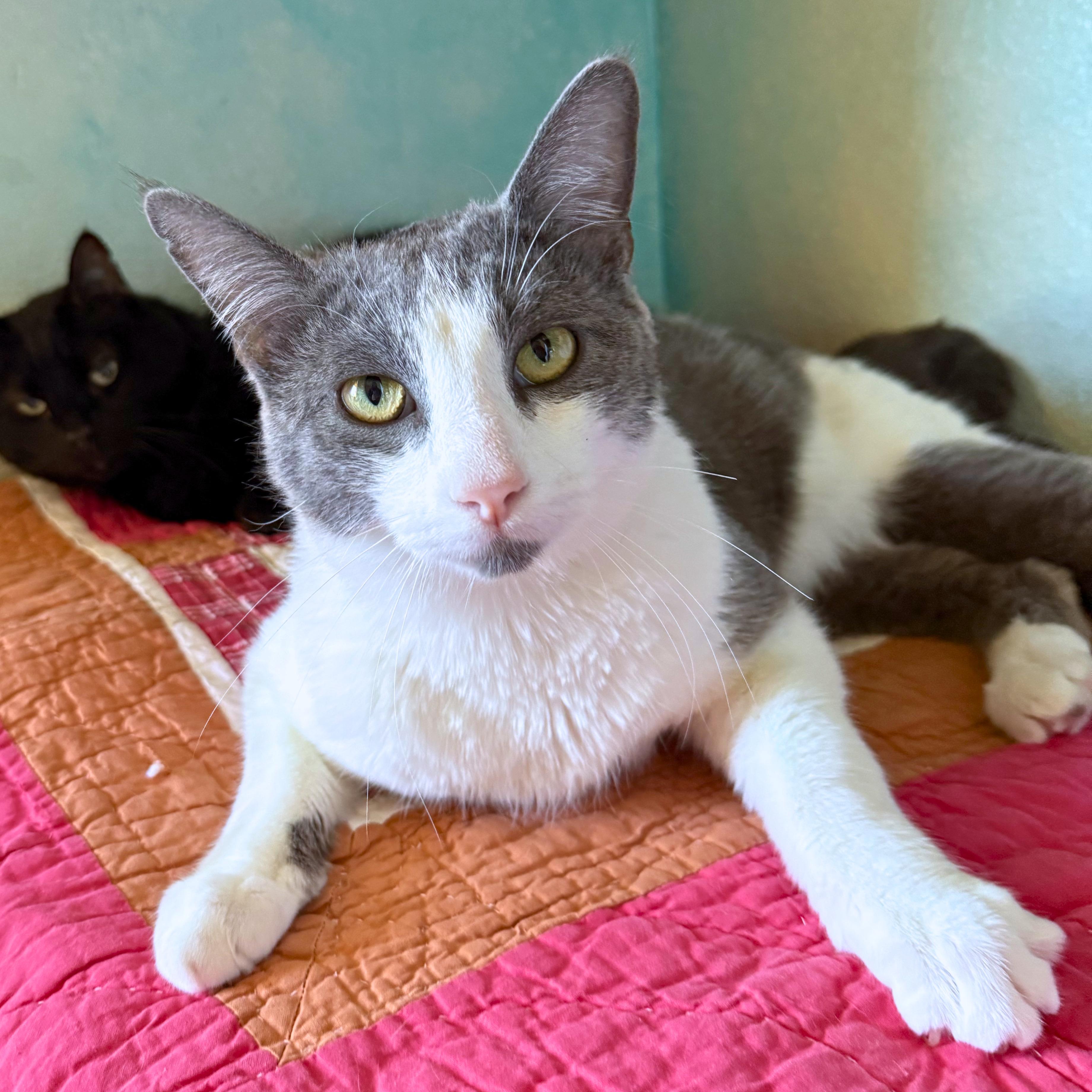 Stuart, adoptable, Young Male Domestic Short Hair.