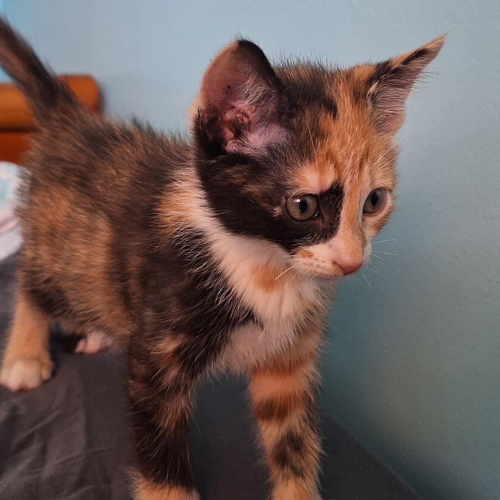 Enlarge Magnolia aka Mini Wheat, a Adoptable mixed breed in Grantsville, UT image 1/2