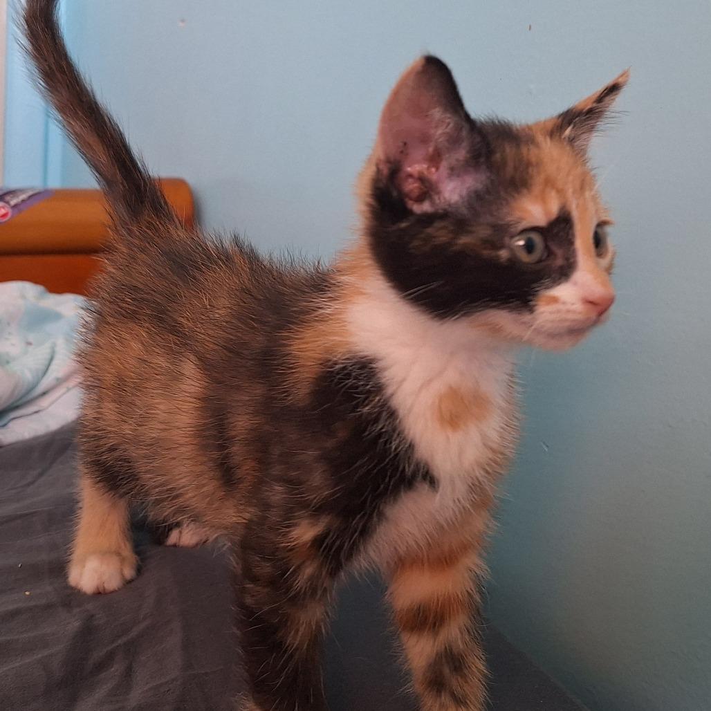 Enlarge Magnolia aka Mini Wheat, a Adoptable mixed breed in Grantsville, UT image 2/2