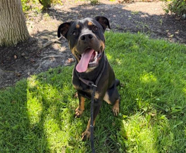 Enlarge GRIZZ, a Adoptable Rottweiler in Antioch, CA image 1/1