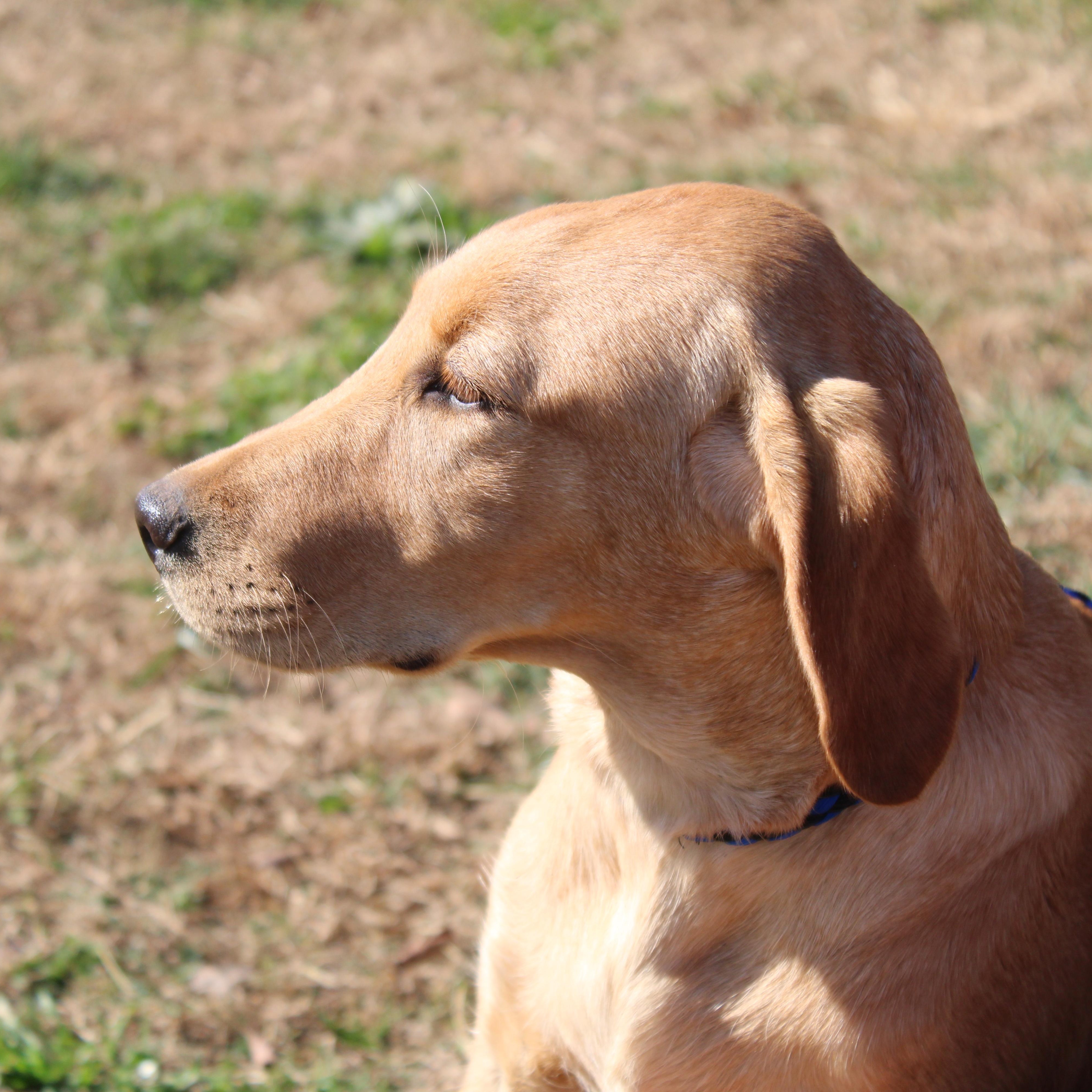 Gabby, a Adoptable Labrador Retriever in Neosho, MO image 1/3